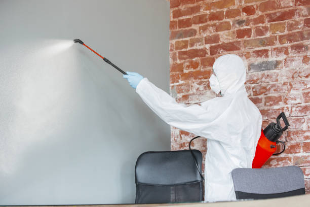 Best Basement Mold Removal  in Ross, OH