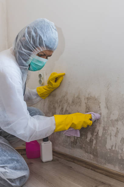 Best Post-Remediation Verification Testing  in Ross, OH